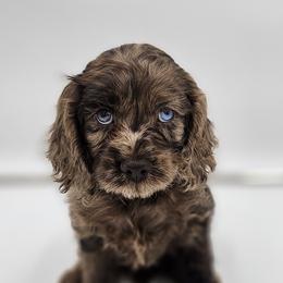 Cockapoo Puppies from Joanna Abruscato