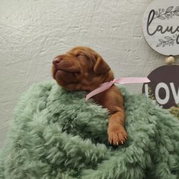 Miss Pink - Golden rust female Vizsla puppy in Lexington, Kentucky from Summit Vizsla (we can deliver to you)