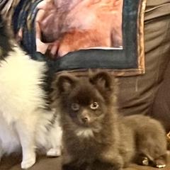 Chihuahuas and Pomeranians from Alyce’s Angels