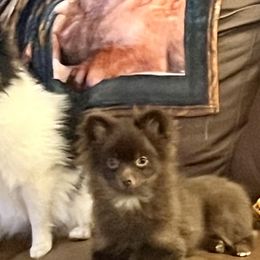 Chihuahuas and Pomeranians from Alyce’s Angels
