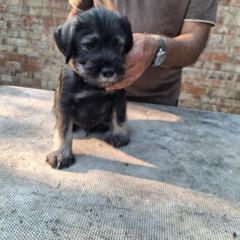 Boy 2 - Pepper and salt male Standard Schnauzer puppy in Mesquite, Texas from Ausgelassen Standard Schnauzers