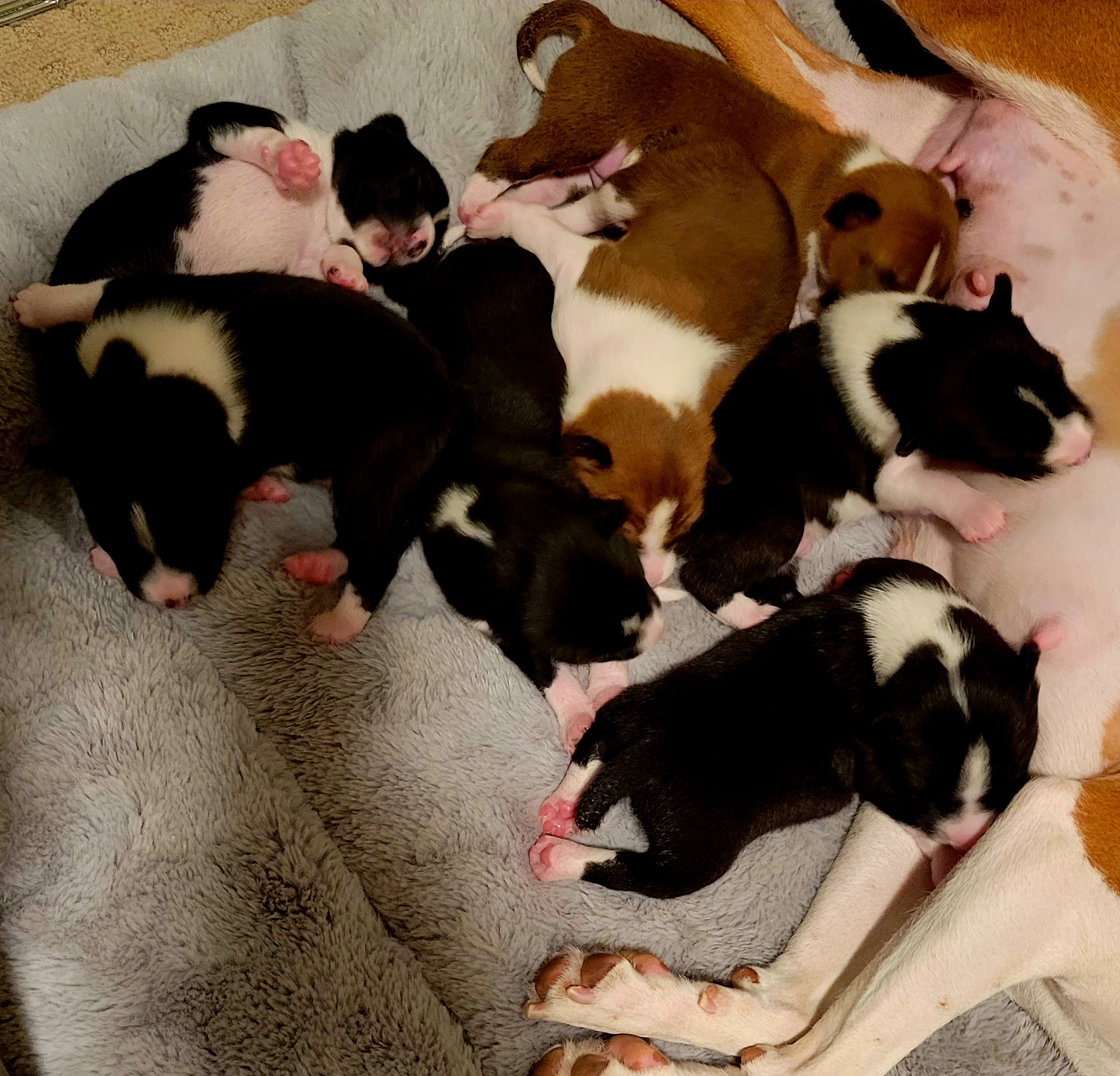 Basenji Puppies from Maererano Basenjis