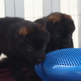 German Shepherd Puppies from vom Noctis