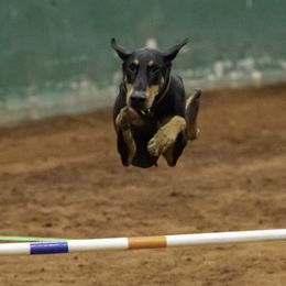 Doberman Pinschers from Malevil Doberman Pinschers