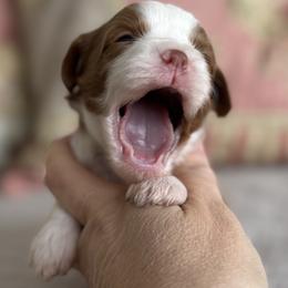Celeste- Parti gril - Red female Cavapoo puppy in Beckley, West Virginia from By Design Doodles