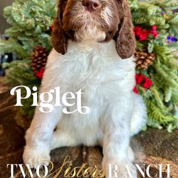 Piglet - female Newfypoo puppy in Jackson, Missouri from Two Sisters Ranch, LLC