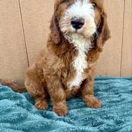 Teal - Red male Irish Doodle puppy in Bloomfield, Iowa from Schooley Doodles