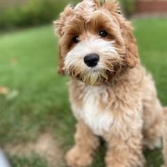 Australian Labradoodle Puppies from Lake Breeze Labradoodles
