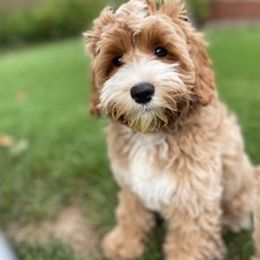 Australian Labradoodle Puppies from Lake Breeze Labradoodles
