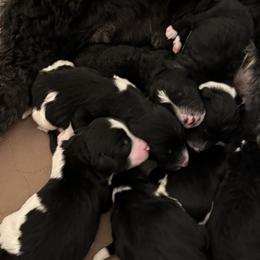 Aussiedoodles from R Family Aussiedoodles