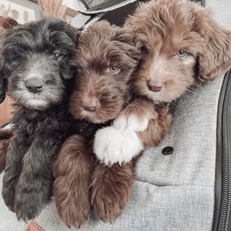 Bernedoodle, Goldendoodle, and Sheepadoodle Puppies from High Desert Doodles