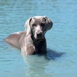 Weimaraners from Zack's Weimaraners