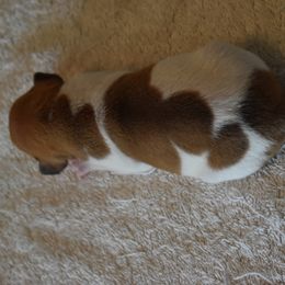 Girl 3 - Rat Terrier puppy in White City, Oregon from Walkabout Australian Kelpies and Rat Terriers