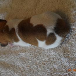 Girl 3 - Rat Terrier puppy in White City, Oregon from Walkabout Australian Kelpies and Rat Terriers