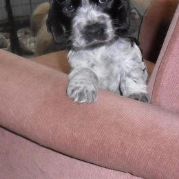 English Cocker Spaniel and Icelandic Sheepdog Puppies from Rocky Bottom