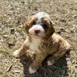 Ron F1b - Apricot male Cavapoo puppy in Wamego, Kansas from Doodles of Oz