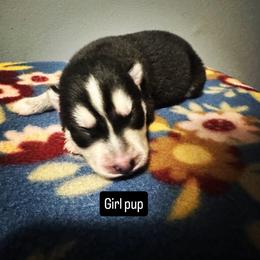 Girl 1 - Black and white female Siberian Husky puppy in Paola, Kansas from East Inn Huskies
