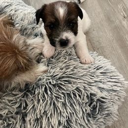 Russell Terrier Puppies from Hawk’s Nest Kennels