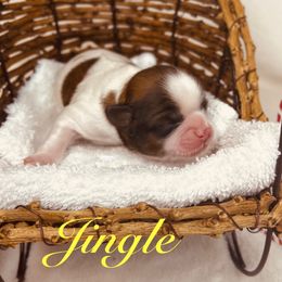 Jingle - Red and white male Shih Tzu puppy in Vernon, New Jersey from Calta’s Cute Shih Tzu