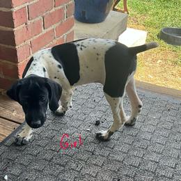 Black Girl 9173 - Black and white female German Shorthaired Pointer puppy in Spring Hope, North Carolina from Hogan’s Lowrider Hounds