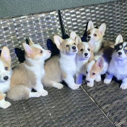 Pembroke Welsh Corgi Puppies from Rain City Corgis