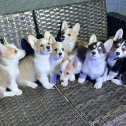 Pembroke Welsh Corgi Puppies from Rain City Corgis