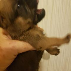 Elton - Red male Brussels Griffon puppy in Nc, Florida from Brusseluv2