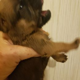 Elton - Red male Brussels Griffon puppy in Nc, Florida from Brusseluv2