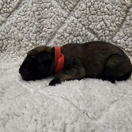 Boy 2 - Fawn Mastiff puppy in Aurora, Colorado from Bratay Mastiffs