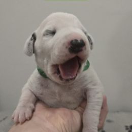 Green Collar Boy - White and black male Dalmatian puppy in Centereach, New York from LINY Dalmatians