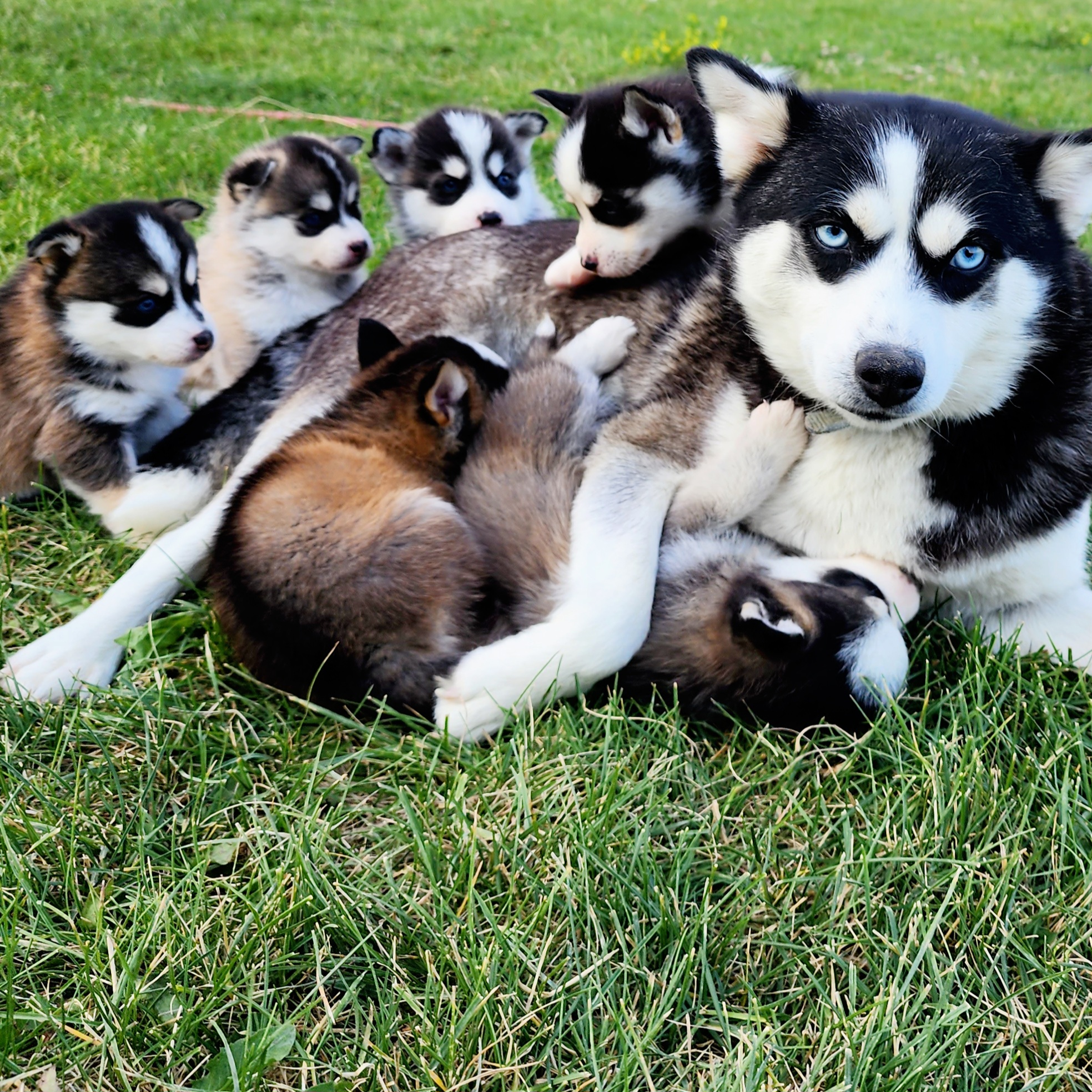 Pomsky Puppies from Big Sky Pomskies