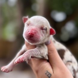 Honey - Red merle female Australian Shepherd puppy in Orlando, Florida from Skaky Shepherds