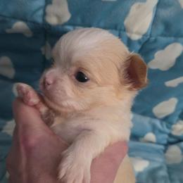 Pumbaa - Cream and white male Chihuahua puppy in Kyle, Texas from joy of chihuahuas tx