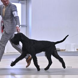 Russel - Giant Schnauzer