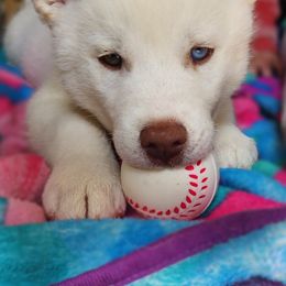 Siberian Husky Puppies from Thornbury Kennel