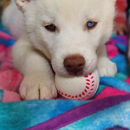 Siberian Husky Puppies from Thornbury Kennel