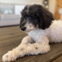 Cabana Boy - Brindle male Poodle puppy in Caldwell, Idaho from Leila Pearson