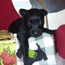 Scottish Terriers from Moore's We Little Farm AKC Scotties