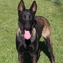 Belgian Malinois and Boston Terrier All Grown Up from SB Bostons / Raksha Malinois