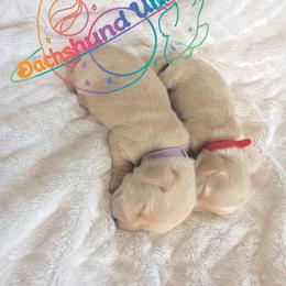 Dachshund Puppies from Dachshund Universe