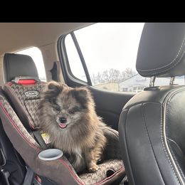 Chase - Pomeranian