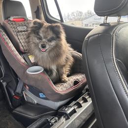 Chase - Pomeranian