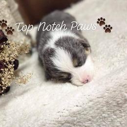 Pembroke Welsh Corgi Puppies from Top-Notch Paws