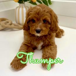Thumper - Red male Cavapoo puppy in Buford, Georgia from Petite Posh Puppies