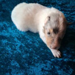 Forest - White merle male Collie puppy in New Mexico from Red Canyon