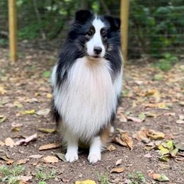 Shetland Sheepdogs from Katana Shelties