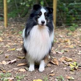 Shetland Sheepdogs from Katana Shelties