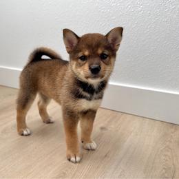 Ayumi - Sesame female Shiba Inu puppy in Houston, Texas from Sakura Blossom Shibas