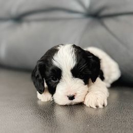Flake - Black and white female Cavapoo puppy in Saint George, Utah from Fitzdoodles