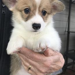 Pembroke Welsh Corgi Puppies from Winterflower Corgis